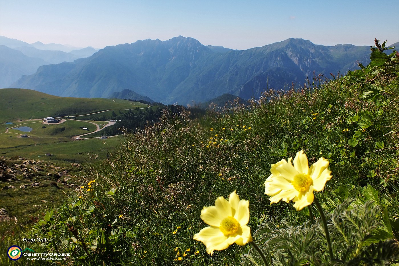 12 Pulsatilla alpina sulfurea.JPG